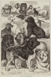 Preishunde auf der Birmingham Show